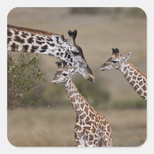 Masai-Giraffe (Giraffe Tippelskirchi) Quadratischer Aufkleber