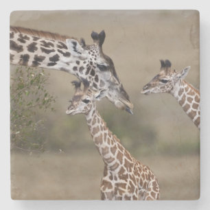 Masai-Giraffe (Giraffe Tippelskirchi) Steinuntersetzer