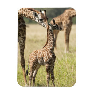 Masai-Giraffen, Giraffa camelopardalis 2 Magnet