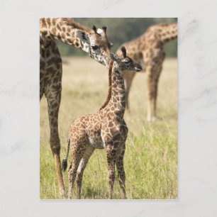 Masai-Giraffen, Giraffa camelopardalis 2 Postkarte