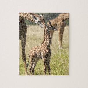 Masai-Giraffen, Giraffa camelopardalis 2 Puzzle