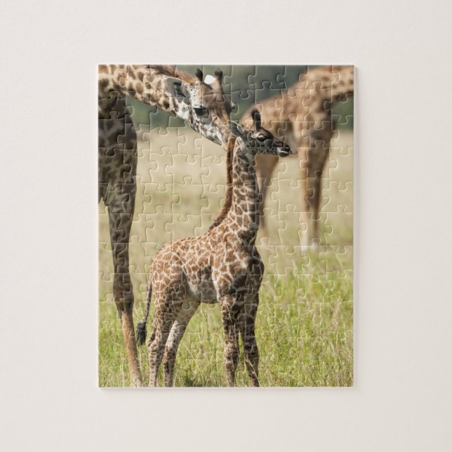 Masai-Giraffen, Giraffa camelopardalis 2 Puzzle (Vertikal)