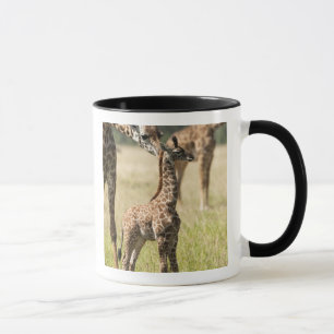 Masai-Giraffen, Giraffa camelopardalis 2 Tasse