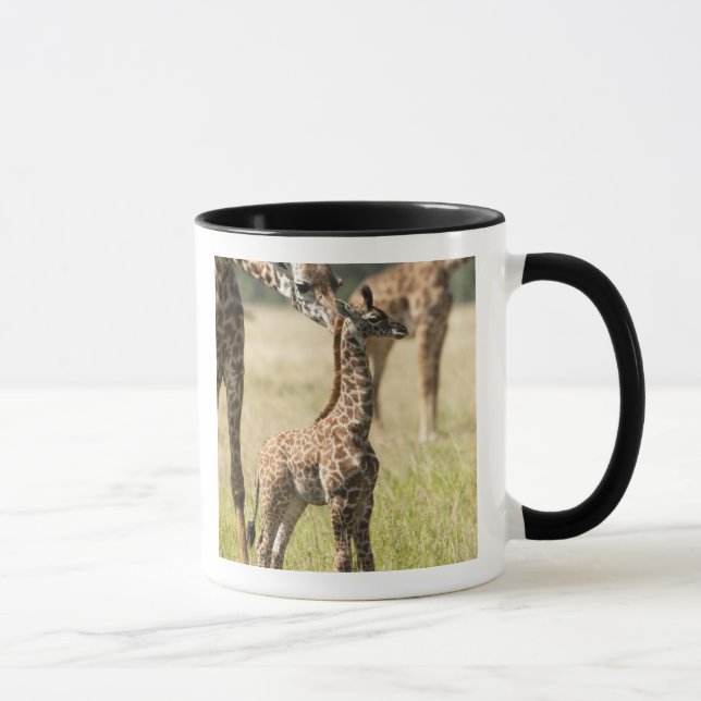 Masai-Giraffen, Giraffa camelopardalis 2 Tasse (Rechts)