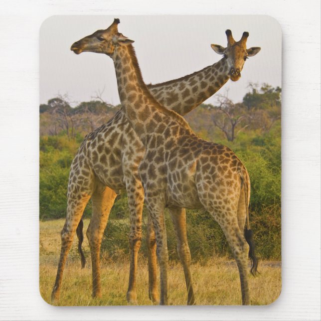 Masai Giraffen Kenya Afrika Mousepad (Vorne)