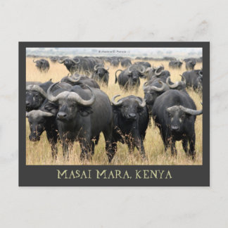 Masai Mara African Buffaloes Kenya Postcard Postkarte