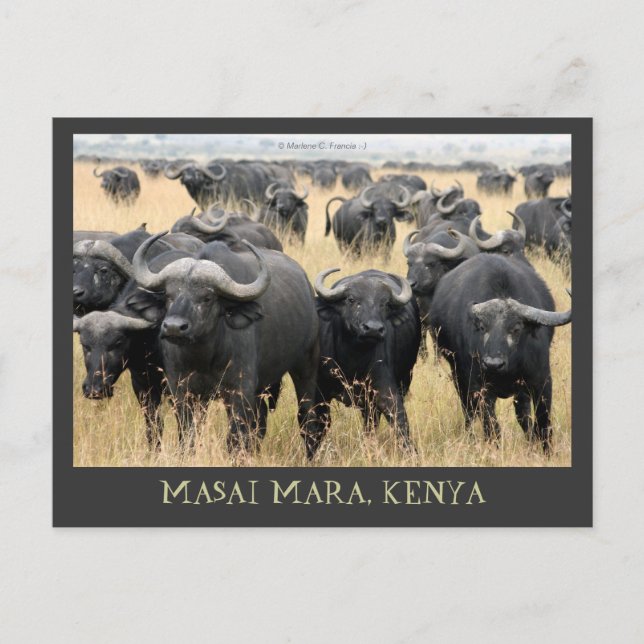 Masai Mara African Buffaloes Kenya Postcard Postkarte (Vorderseite)