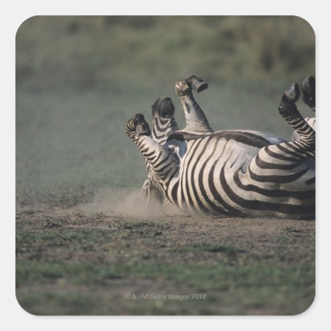 Masai Mara National Reserve, Kenia 2 Quadratischer Aufkleber (Vorderseite)