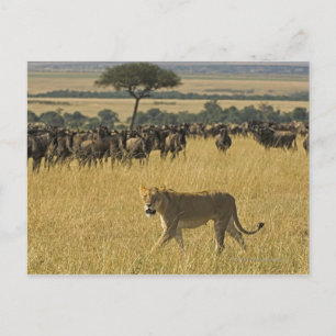 Masai Mara National Reserve, Kenia, Afrika Postkarte