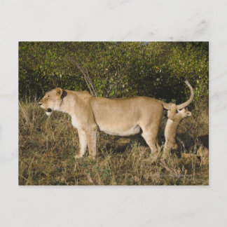 Masai Mara National Reserve, Kenia Postkarte