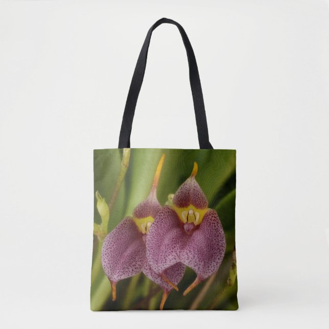Masdevallia (Vorderseite)