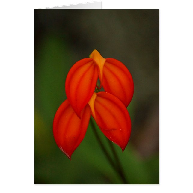 Masdevallia ignea Orchid (Vorne)