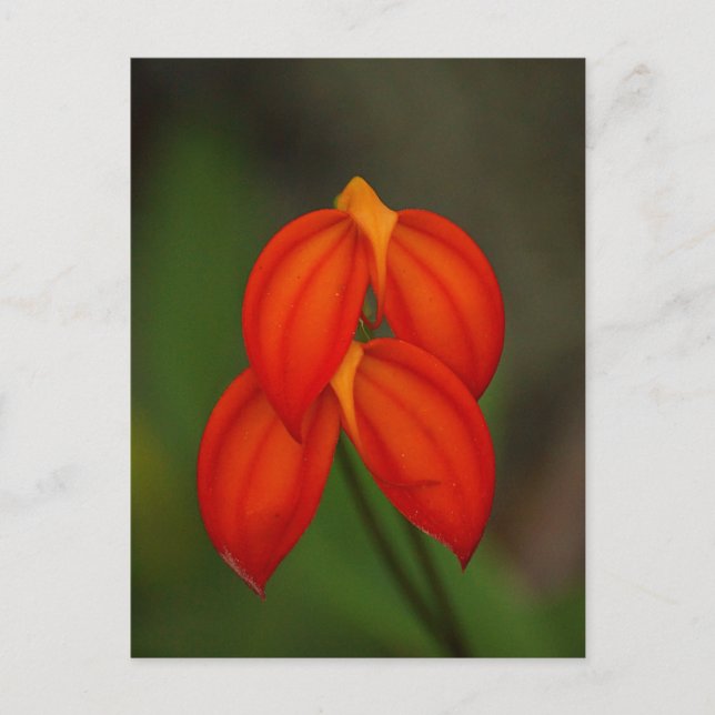 Masdevallia ignea Orchid Postkarte (Vorderseite)
