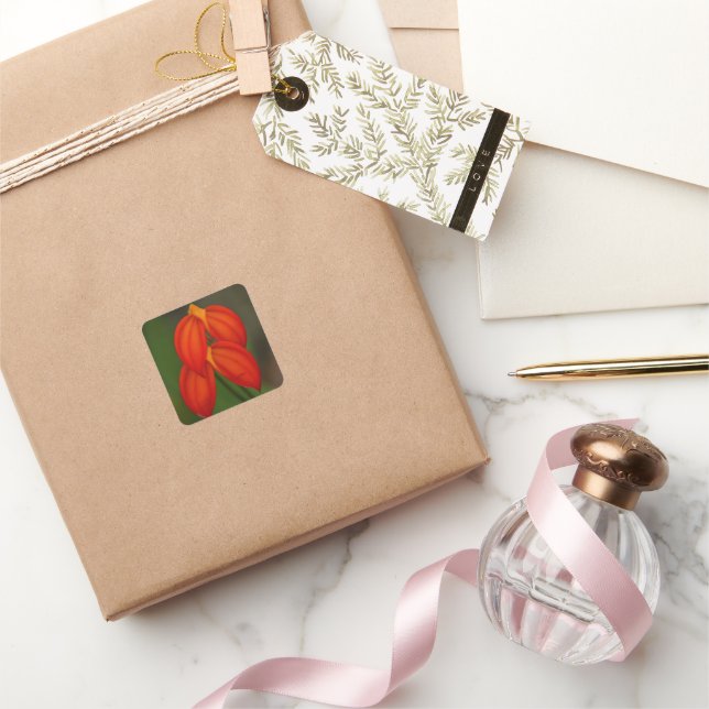 Masdevallia ignea Orchid Quadratischer Aufkleber (Schenken)