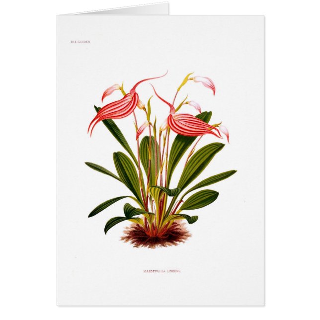 Masdevallia lindeni (Vorne)