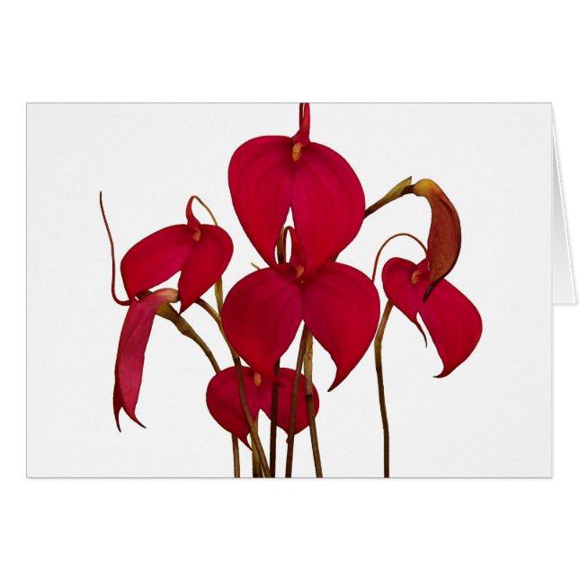 Masdevallia-Orchidee - Karte (Vorderseite (Horizontal))