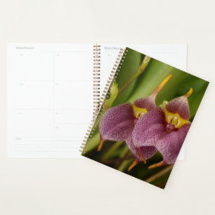 Masdevallia Planer