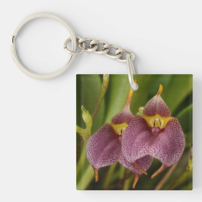 Masdevallia Schlüsselanhänger (Vorderseite)