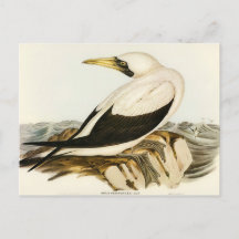 Maskentölpel von Elizabeth Gould