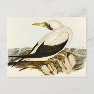 Maskentölpel von Elizabeth Gould Postkarte