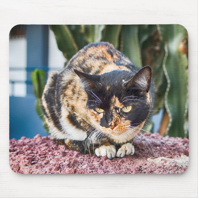 Maspalomas Cat Mousepad (Vorne)