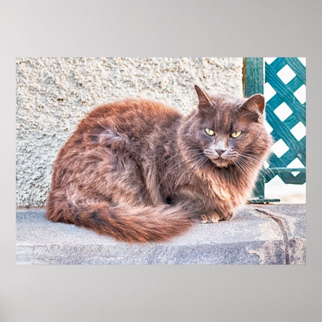 Maspalomas Cat Poster (Vorne)