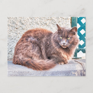 Maspalomas Cat Postkarte