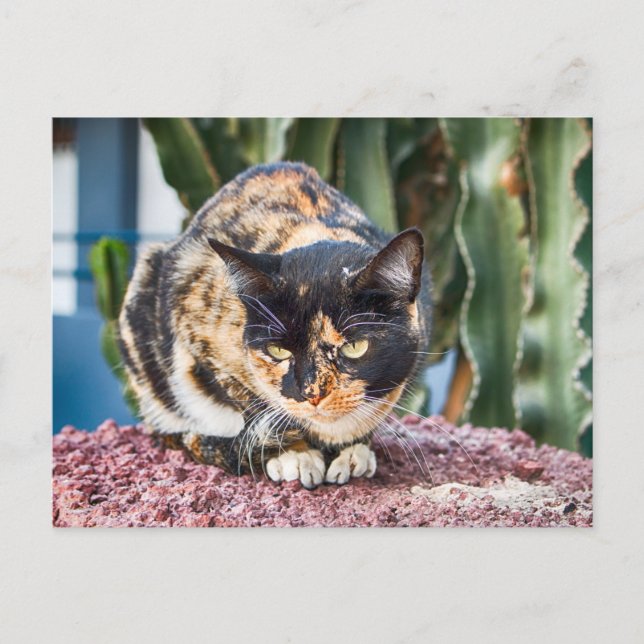 Maspalomas Cat Postkarte (Vorderseite)