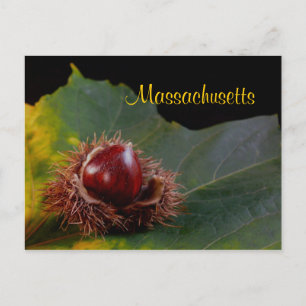 Massachusetts, Herbstleaf mit Nut Postcard Postkarte