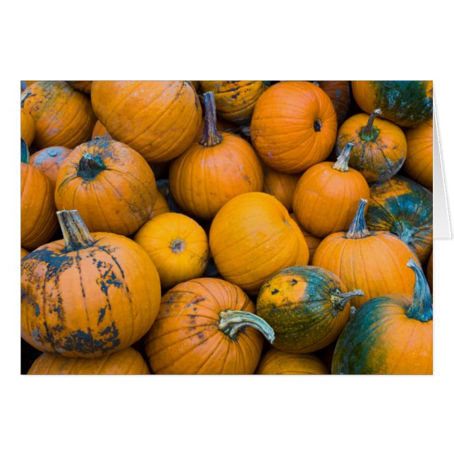 Massachusetts, Salisbury, Pumpkins, autumn (Vorderseite (Horizontal))
