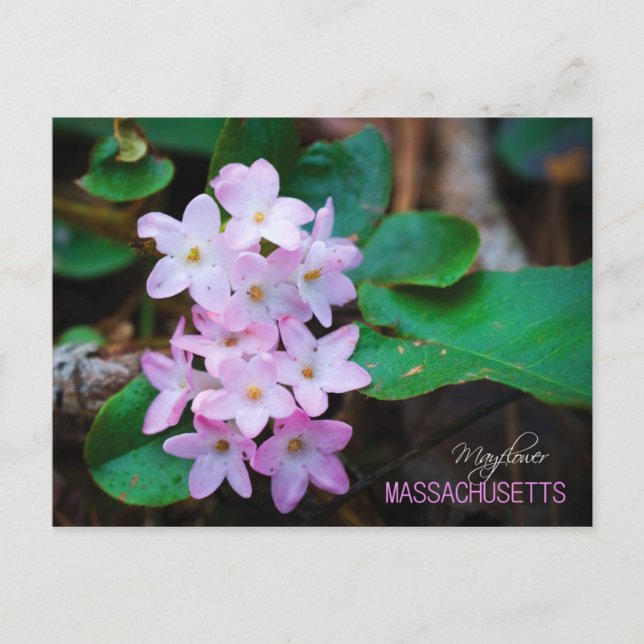 Massachusetts Staat Blume: Mayflower Postkarte (Vorderseite)