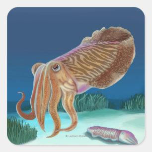 MassachusettsCuttlefish Szene Quadratischer Aufkleber