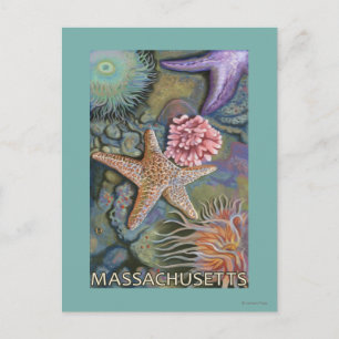 MassachusettsTidepool Scene Postkarte