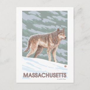 MassachusettsWolf Szene Postkarte