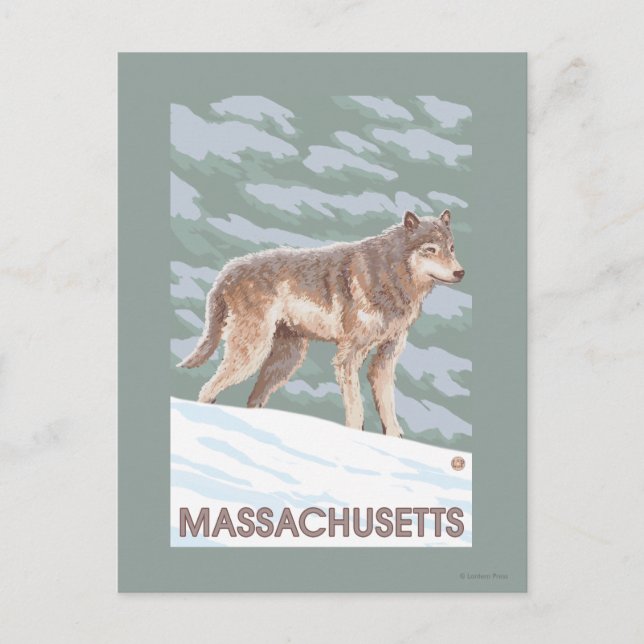 MassachusettsWolf Szene Postkarte (Vorderseite)