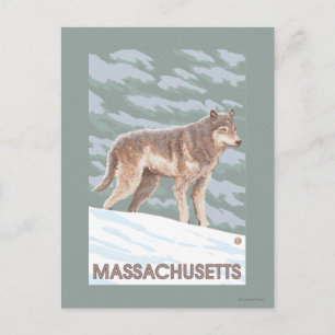 MassachusettsWolf Szene Postkarte