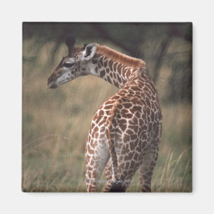 Massai Giraffe 2 Magnet