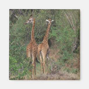 Massai Giraffe 3 Magnet