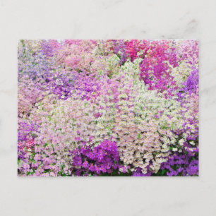 Masse der farbigen Orchideen des armen Mannes Postkarte