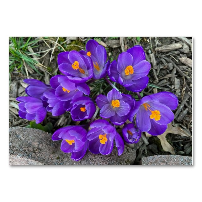 Maßgeschneiderte Blume mit Crocus floral Tischnummer (Vorderseite)