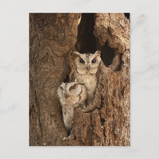 Maßgeschneiderte Eule-Karten, Postkarten, Sticker Postkarte (Vorderseite)
