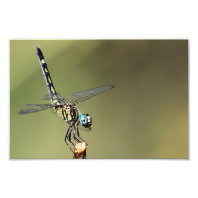 Maßgeschneiderte Print, Dragonfly mit Vortex-Augen Fotodruck (Vorne)