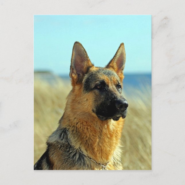 Maßgeschneiderter Hund Postkarte (Vorderseite)
