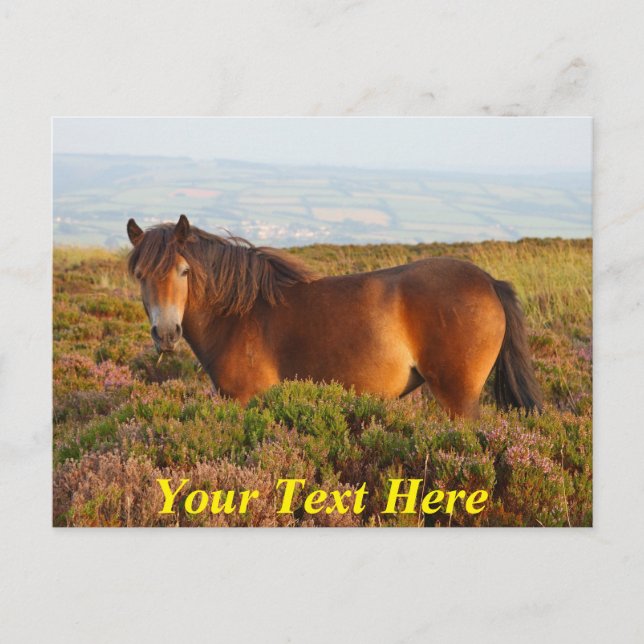 Maßgeschneidertes Exmoor Pony, Pferd, Somerset, En Postkarte (Vorderseite)