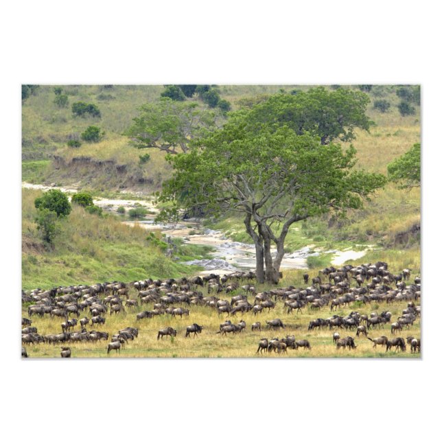 Massiver Wildbestand während der Migration, Fotodruck (Vorne)