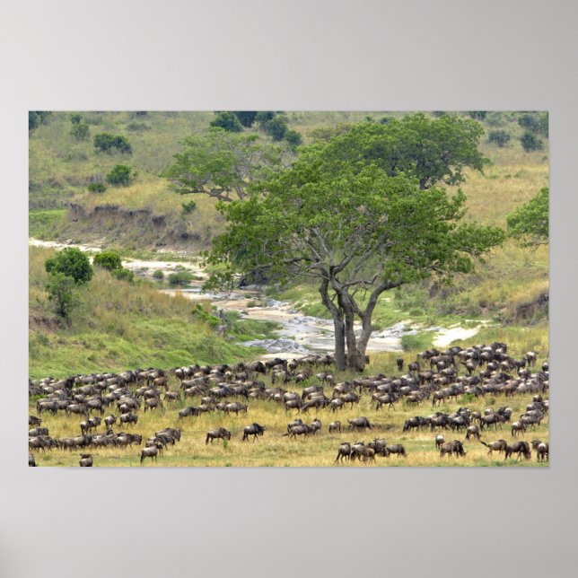 Massiver Wildbestand während der Migration, Poster (Vorne)