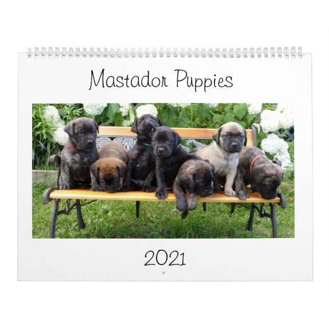 Mastador Puppies-Kalender Kalender (Titelbild)
