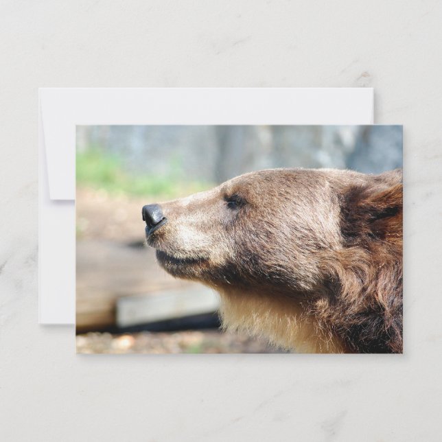 Master Bruin (Vorderseite)