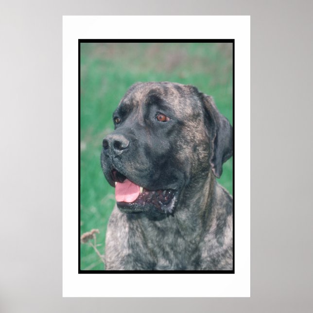 Mastiff Brindle Poster (Vorne)