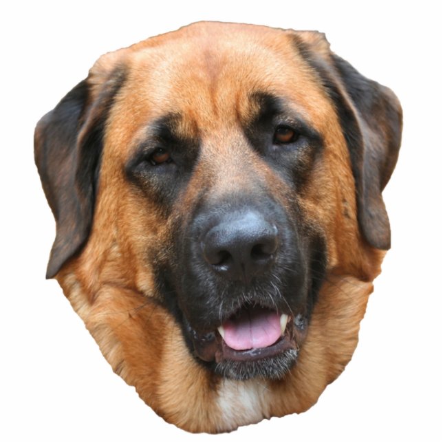 Mastiff Dog Face  Fotoskulptur Magnet (Vorne)